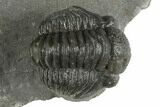 Curled Proetid (Gerastos) Trilobite Fossil - Morocco #377281-3
